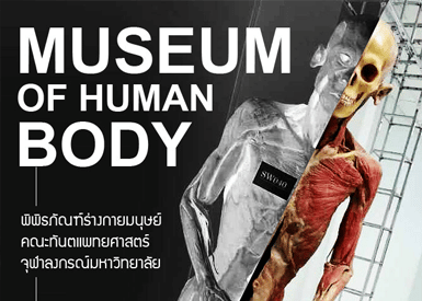 musuem humanbody คณะทันตแพทยศาสตร์ จุฬาลงกรณ์มหาวิทยาลัย