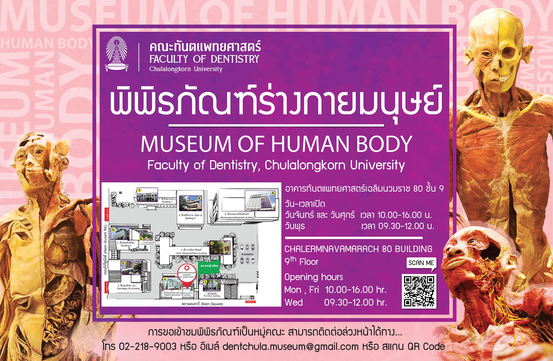 museum of human คณะทันตแพทยศาสตร์ จุฬาลงกรณ์มหาวิทยาลัย