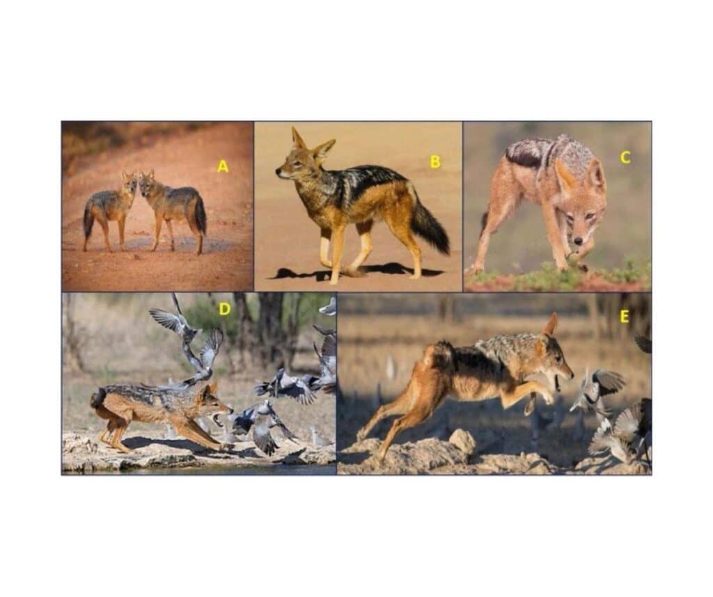 20 Faculty of Dentistry, Chulalongkorn University