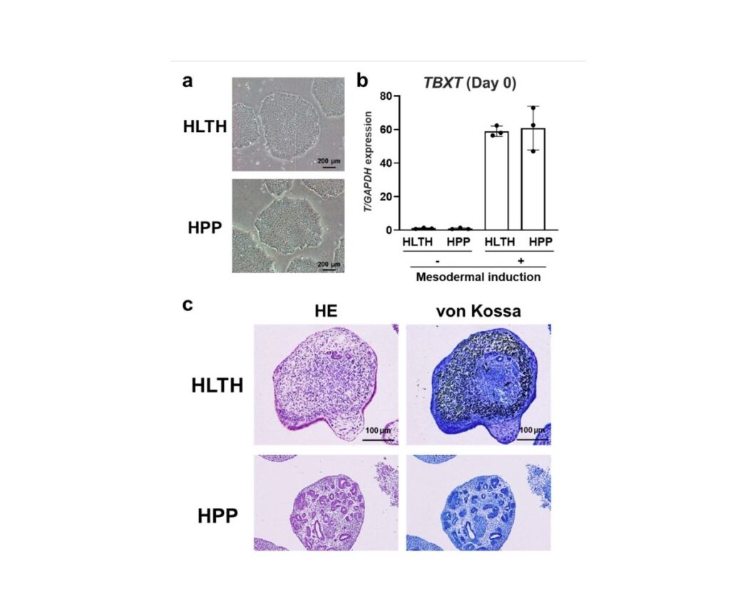 Template ภาพประกอบ Research Highlights 7 คณะทันตแพทยศาสตร์ จุฬาลงกรณ์มหาวิทยาลัย