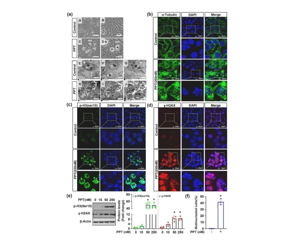 Template ภาพประกอบ Research Highlights 34 คณะทันตแพทยศาสตร์ จุฬาลงกรณ์มหาวิทยาลัย