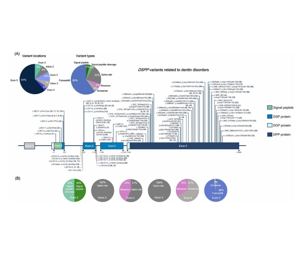 Template ภาพประกอบ Research Highlights 7 คณะทันตแพทยศาสตร์ จุฬาลงกรณ์มหาวิทยาลัย