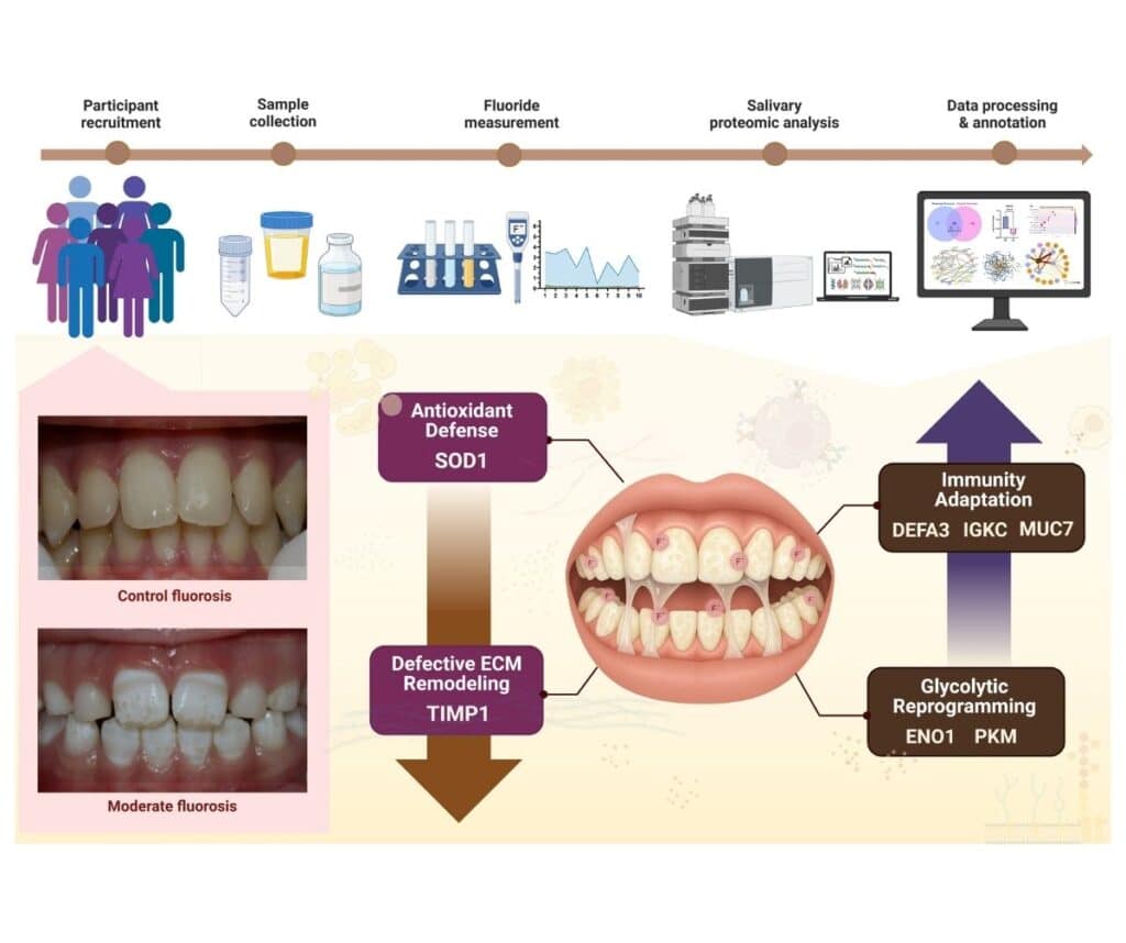Template ภาพประกอบ Research Highlights 14 Faculty of Dentistry, Chulalongkorn University