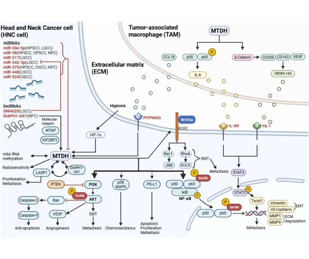 Template ภาพประกอบ Research Highlights 28 คณะทันตแพทยศาสตร์ จุฬาลงกรณ์มหาวิทยาลัย