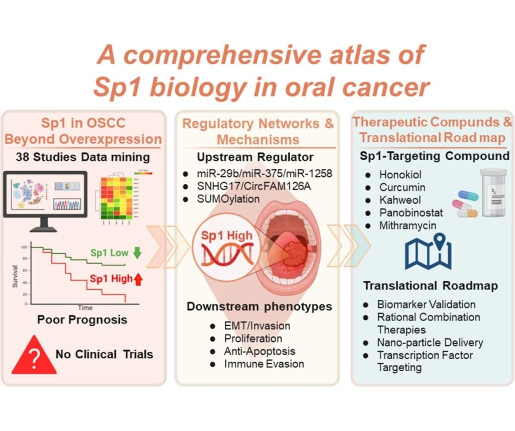 An Atlas of Specificity Protein 1 in Oral Cancer Networks Therapeutics and Priorities A Scoping Review and scRNA seq Analysis Faculty of Dentistry, Chulalongkorn University