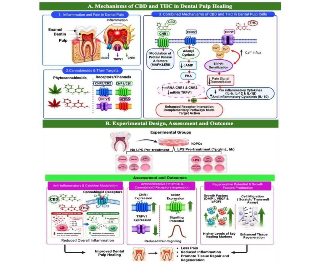 Combined Cannabidiol and Δ9 Tetrahydrocannabinol Modulate Inflammation and Nociceptive Signaling in Human Dental Pulp Cells Faculty of Dentistry, Chulalongkorn University